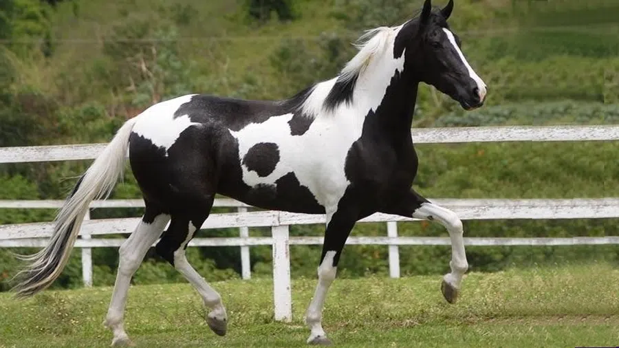 Appaloosa Atı Muhteşem Güzellik