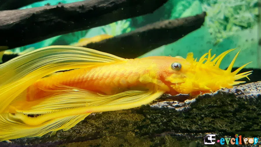 L144 Vatoz Balığı