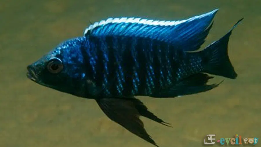 Copadichromis sp. Mloto Fluorescent Doğal Yaşam Alanı