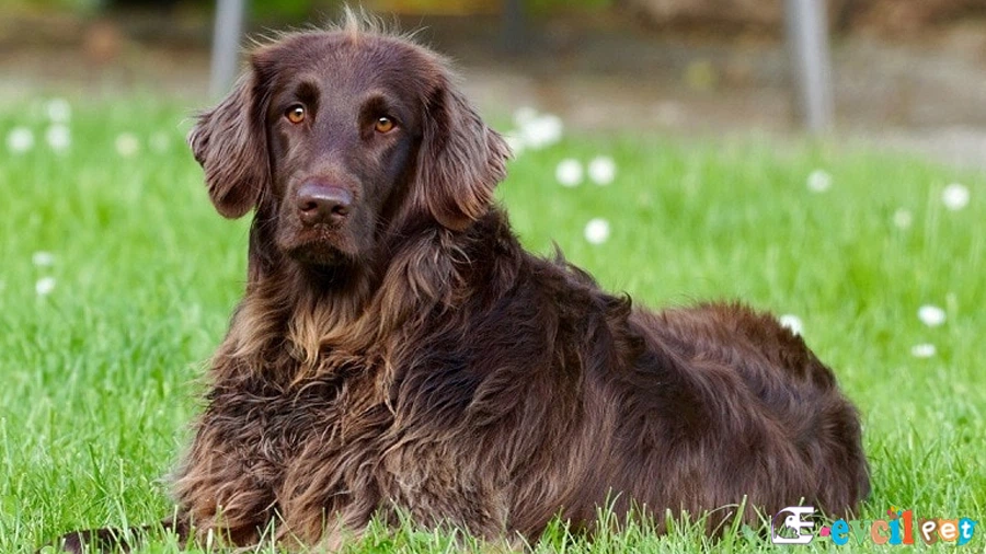 Boykin Spaniel Temel Eğitimi ve Tuvalet Eğitimi
