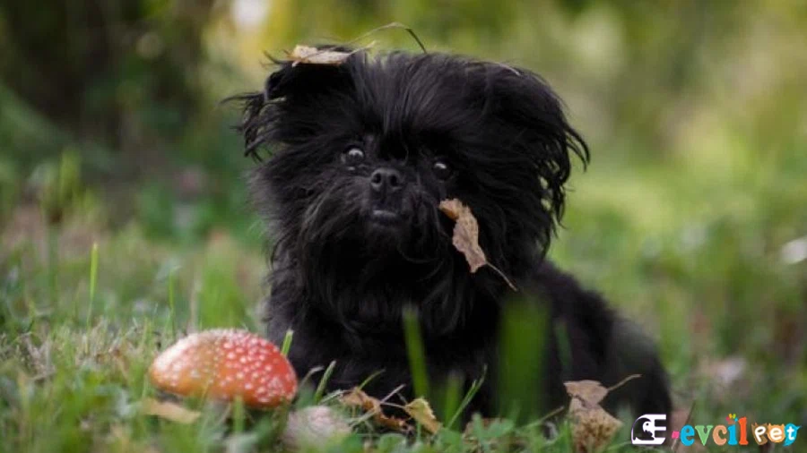Affenpinscher Karakter Özellikleri