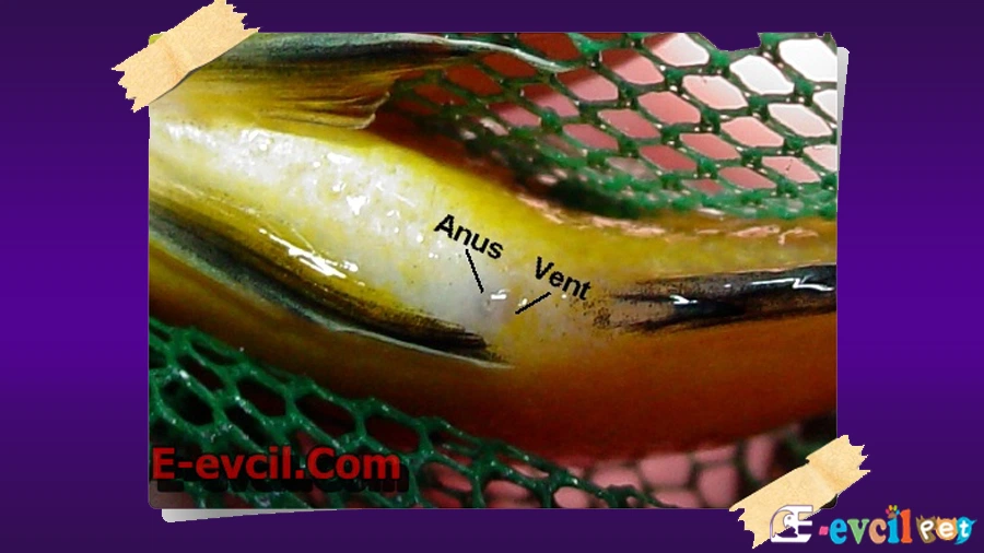 Sarı Prenses Cinsiyet Ayrımı