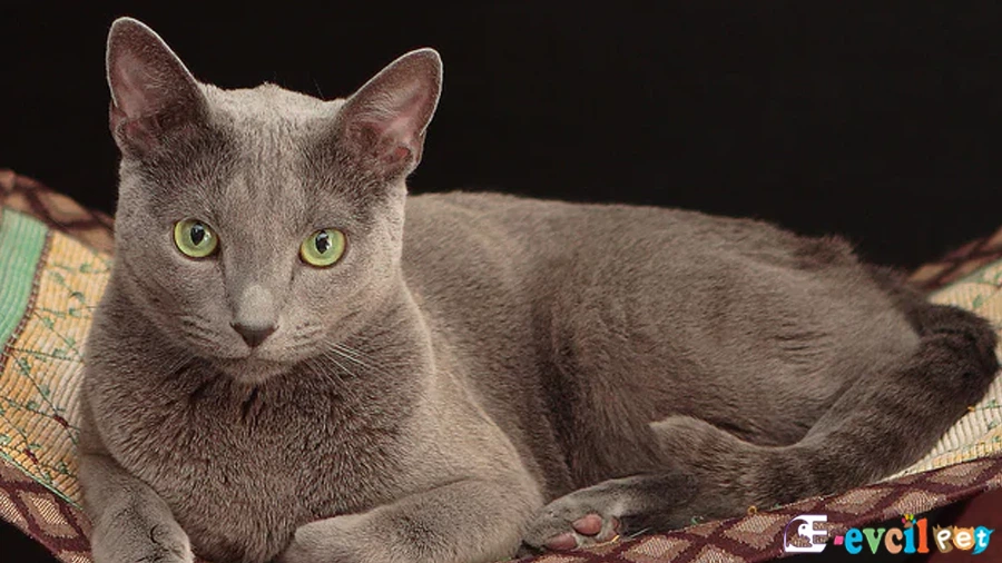 Mavi Rus Kedisi Russian Blue Fiziksel Özellikleri