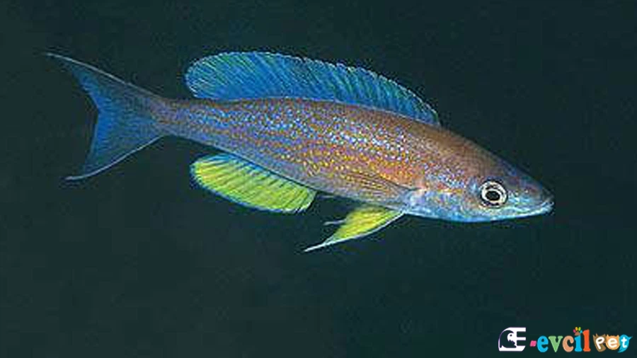 Cyprichromis Pavo