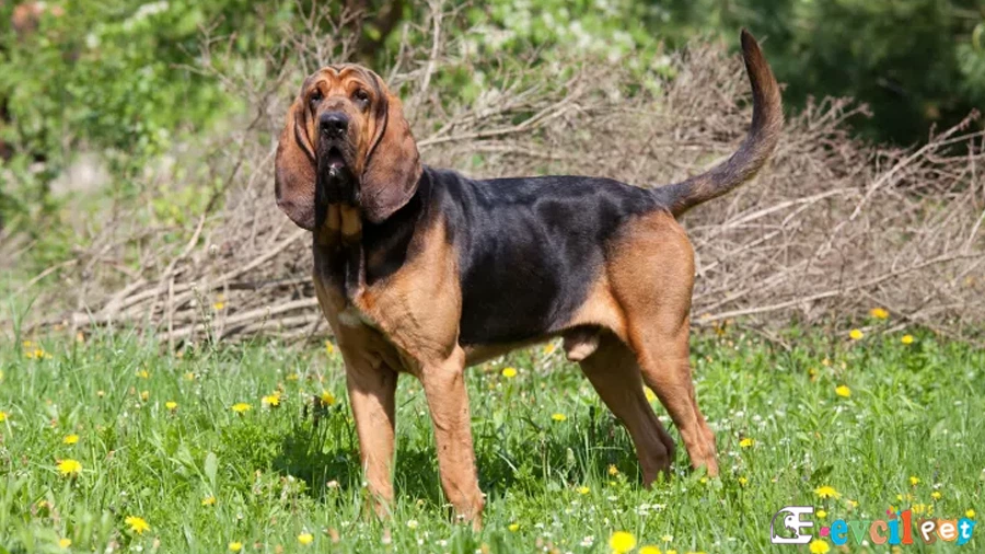 Bloodhound Bloodhound Fiziksel Özellikleri