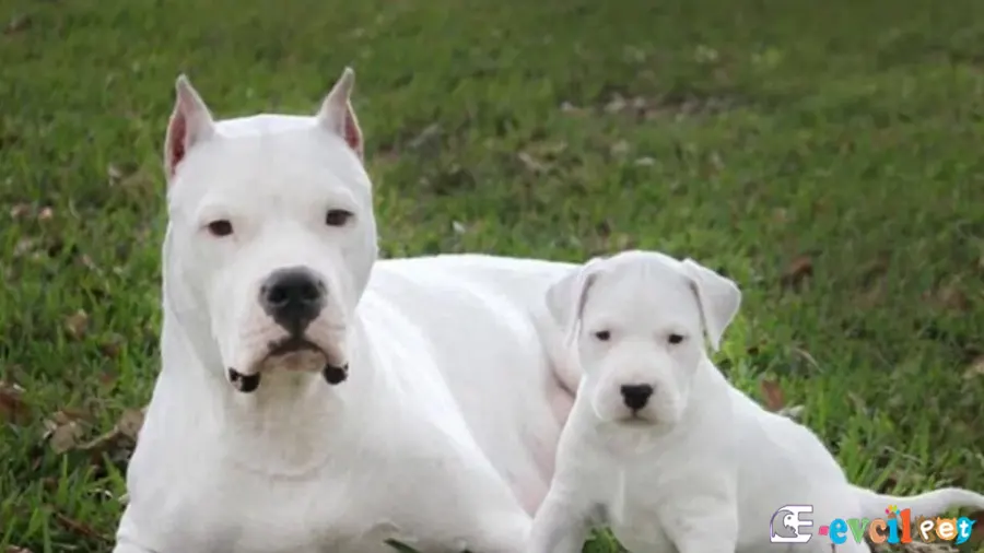 Dogo Argentino Karakter Özellikleri