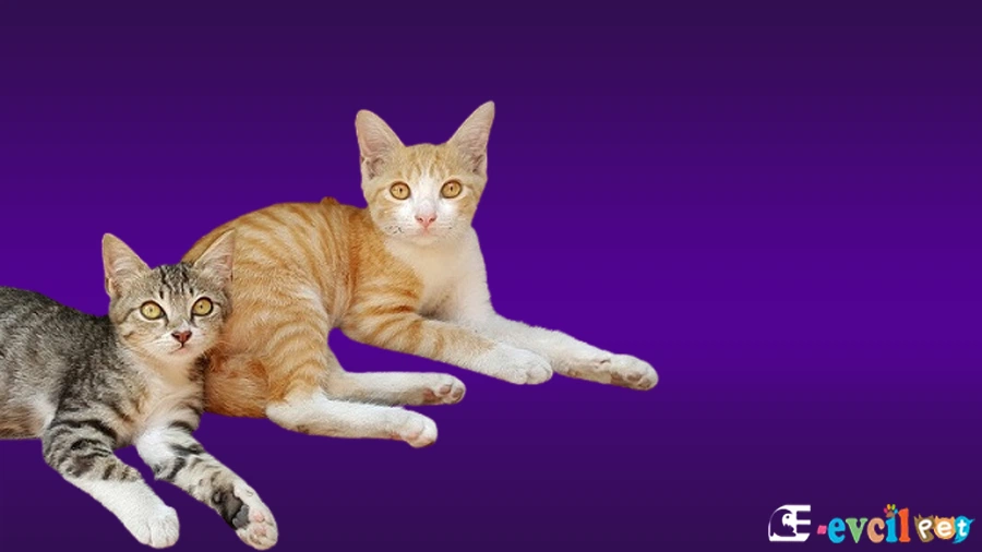 Javanese Bakımı ve Beslenmesi