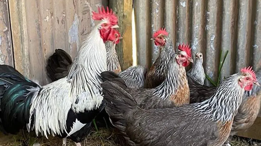 Dorking Tavuk Dorking Tavuk Fiziksel özellikleri