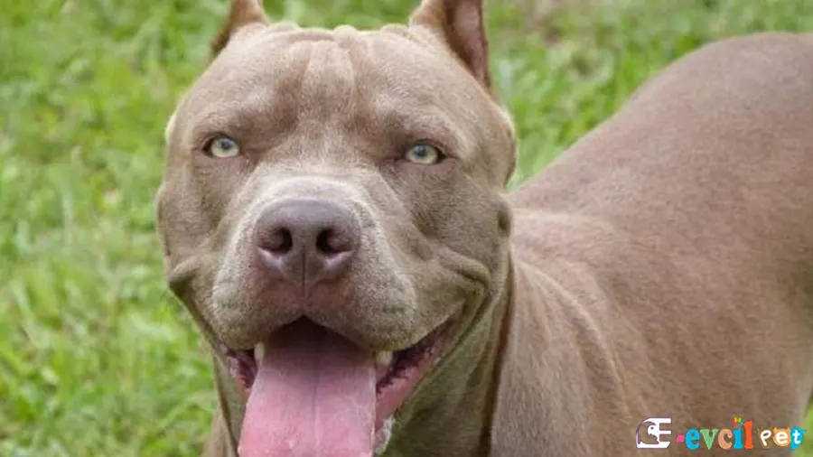 Amerikan Pitbull Terrier Amerikan Pitbull Terrier Karakter Özellikleri
