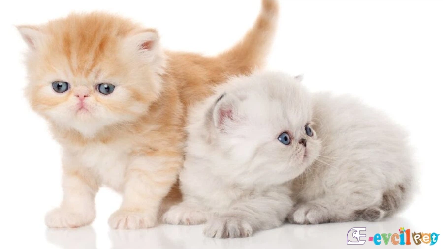 İran Kedisi (Persian) Genetik Sağlık Sorunları