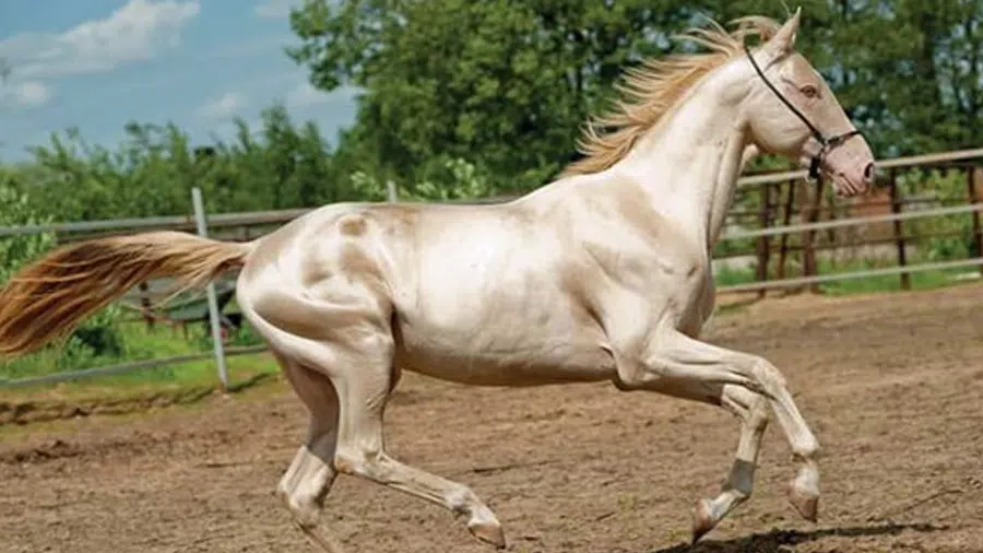 Türkmen Atı (Akhal-Teke) Gold