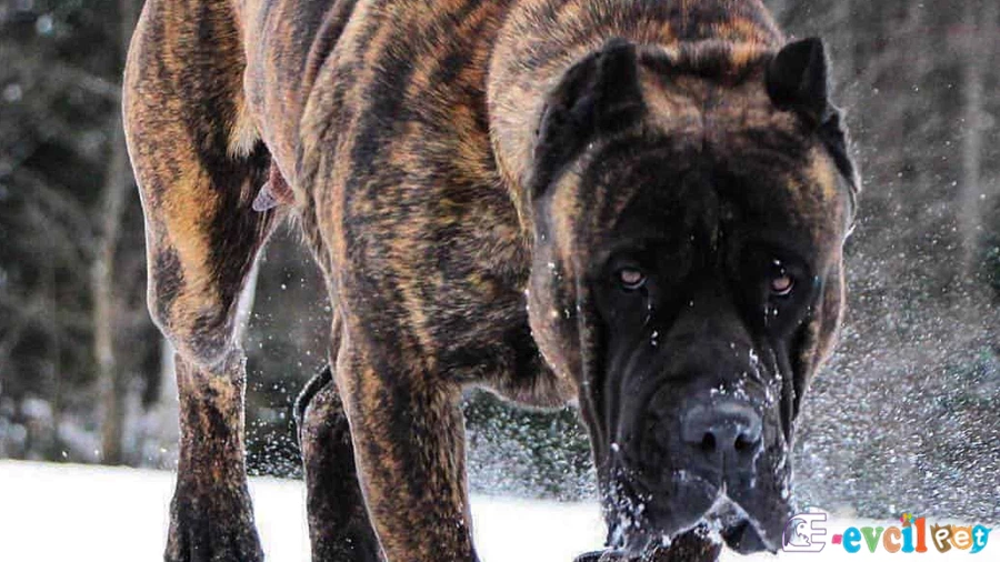 Perro de Presa Canario (Kanarya Mastiff) Perro de Presa Canario (Kanarya Mastiff)