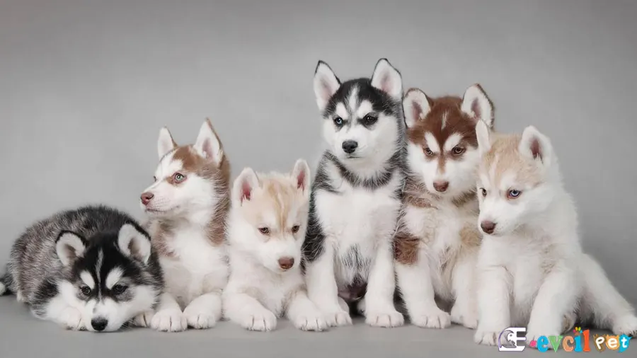 Sibirya Kurdu (Husky) Sibirya Kurdu (Husky) Bakımı ve Beslenmesi