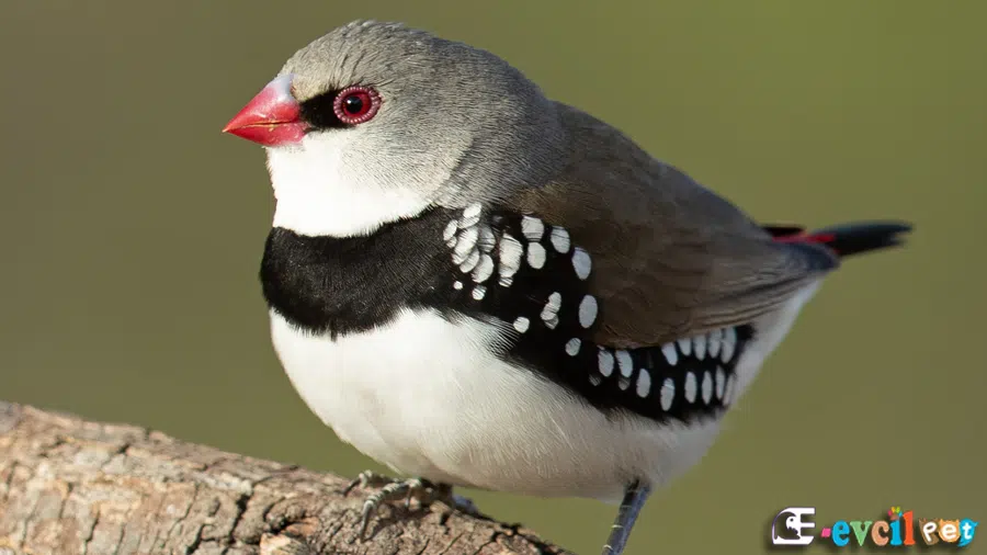 Elmas İspinozu (Diamond Firetail Finch)