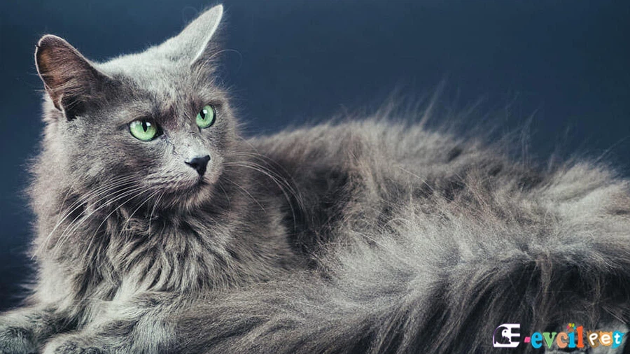 Nebelung Kedisi