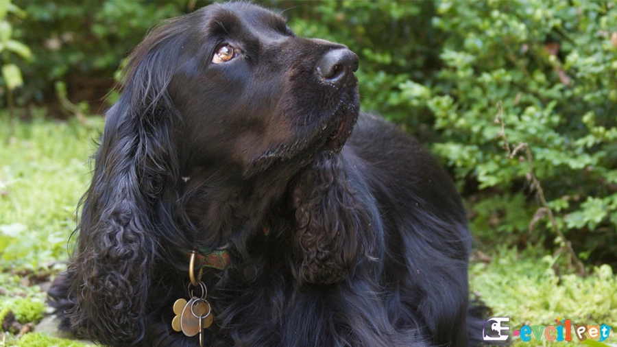 Field Spaniel Field Spaniel Bakımı ve Beslenmesi