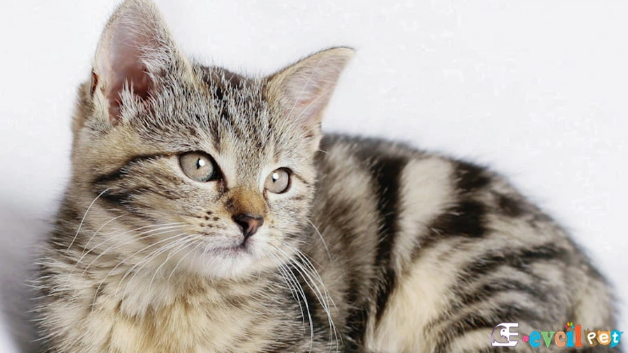 Domestic Shorthair Karakter Özellikleri