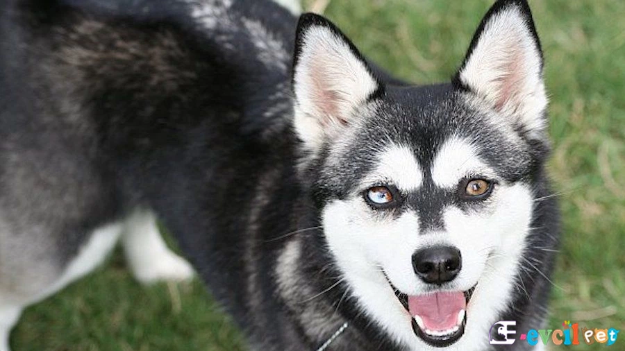 Alaskan Klee Kai Temel Eğitimi ve Tuvalet Eğitimi