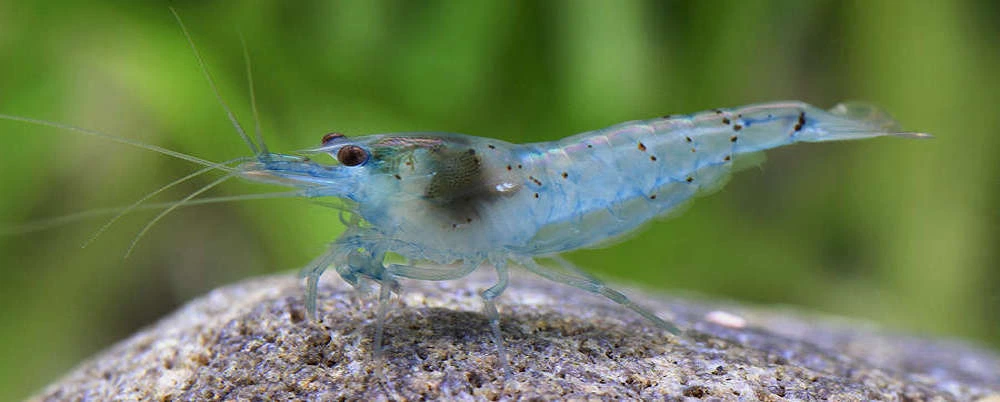 Mavi İnci Karides (Blue Pearl Shrimp)