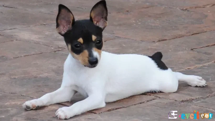 Toy Fox Terrier Bakımı ve Beslenmesi