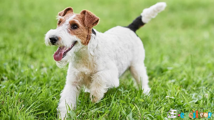 Wire Fox Terrier Bakımı ve Beslenmesi (Tel Tüylü Tilki Teriyeri)