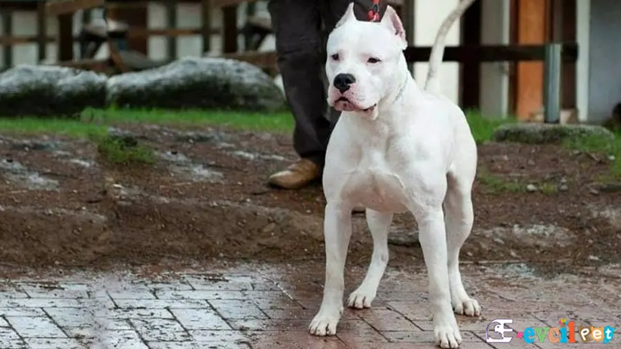 Dogo Argentino Fiziksel Özellikleri