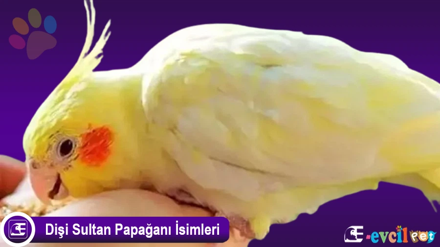 Dişi Sultan Papağanı İsimleri