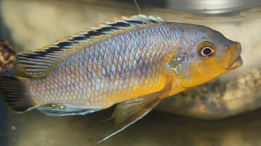 Petrotilapia Genalutea Erkek