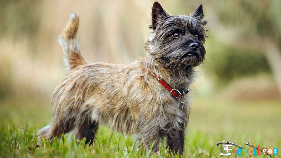 Cairn Terrier Cairn Terrier Karakter Özellikleri