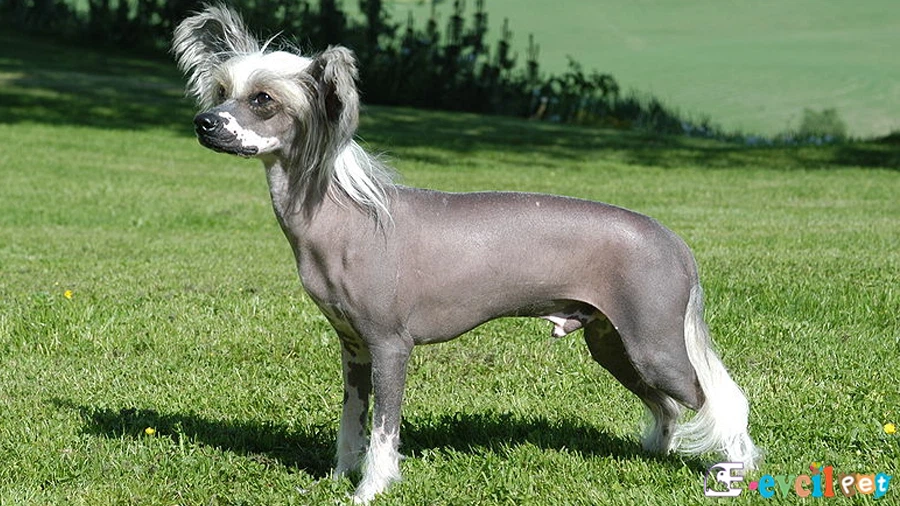 Tüysüz Çin Köpeği Cinsi (Chinese Crested) Fiziksel Özellikleri