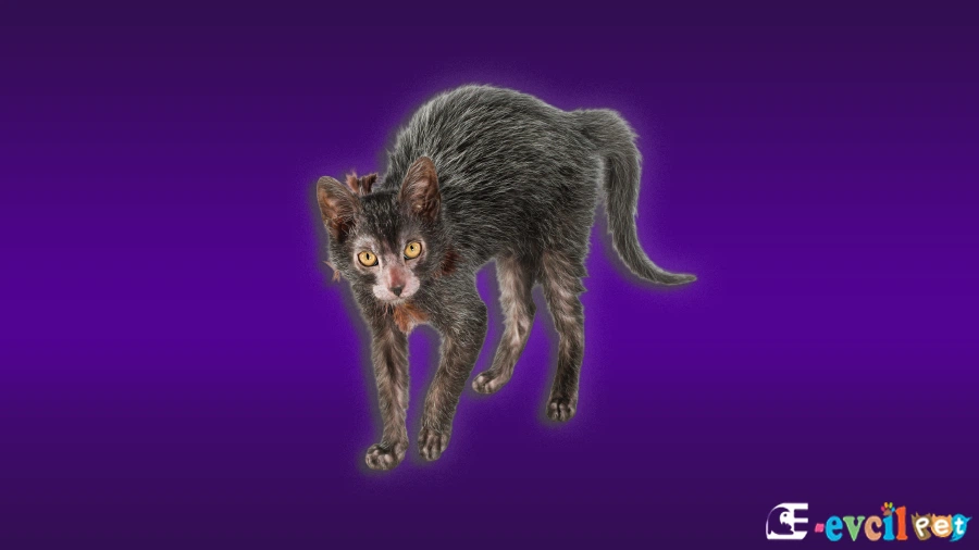 Lykoi Kedisi