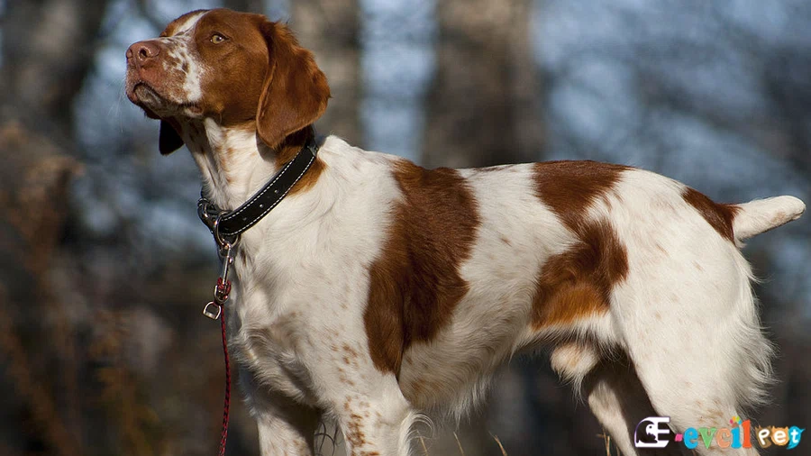 Brittany Spaniel Brittany Spaniel Bakımı ve Beslenmesi