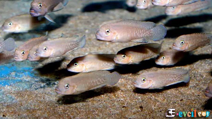 Telmatochromis burgeoni Sürü