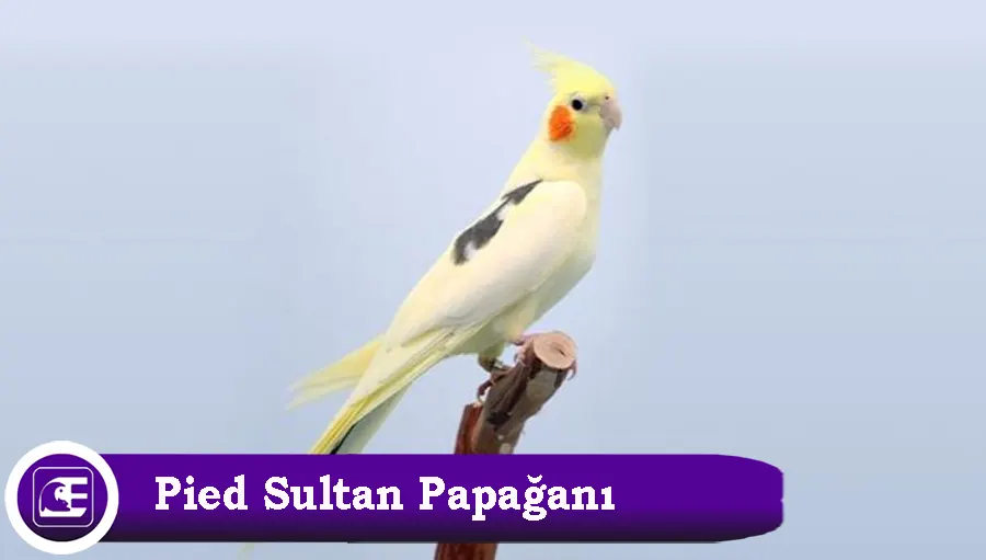 Pied Sultan Papağanı