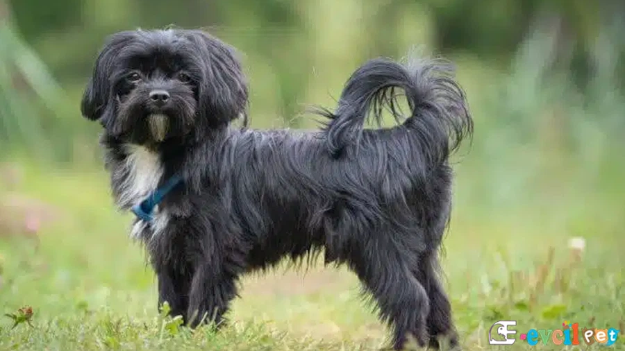 Russian Tsvetnaya Bolonka Genetik Sağlık Sorunları