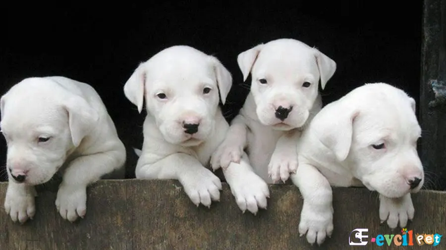 Dogo Argentino Sağlık Sorunları Hastalıkları