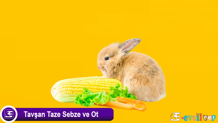 Tavşan Taze Sebzeler ve Ot