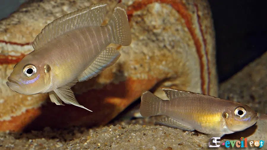 Salyangoz Cichlidi (Nelamprologus brevis) Erkek ve Dişi