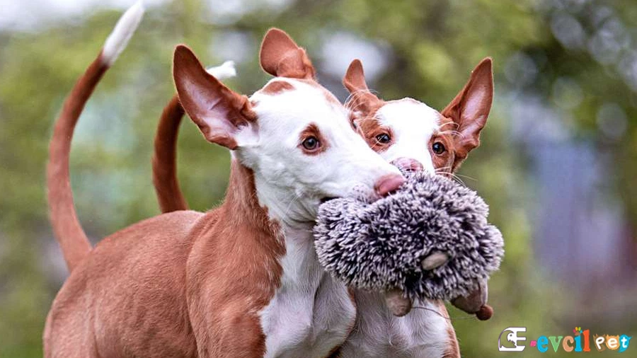 İbizan Hound (İbiza Tazısı Temel Eğitimi ve Tuvalet Eğitimi)