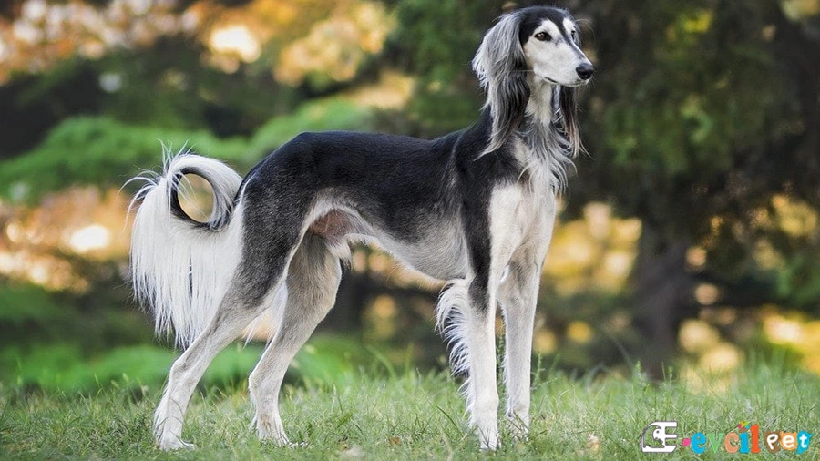 Saluki