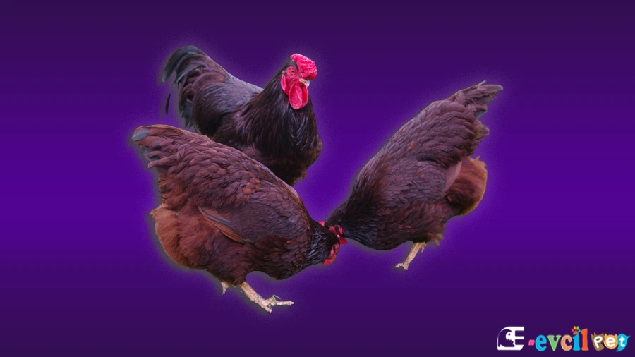 Rhode Island Red Tavuk Özellikleri