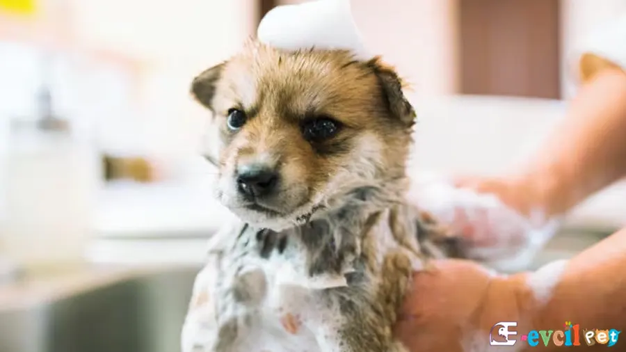 Yavru Köpekler Nasıl Yıkanır?