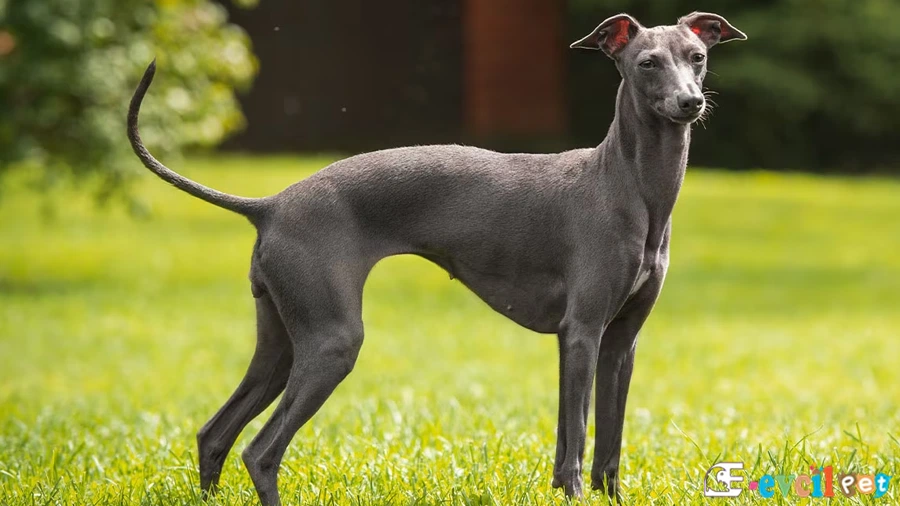 İtalyan Tazısı Bakımı ve Beslenmesi