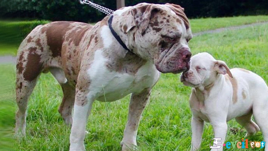 Alapaha Blue Blood Bulldog Temel Eğitimi ve Tuvalet Eğitimi