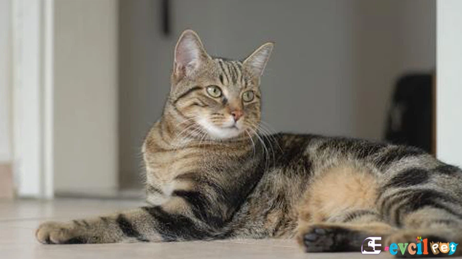 European Shorthair