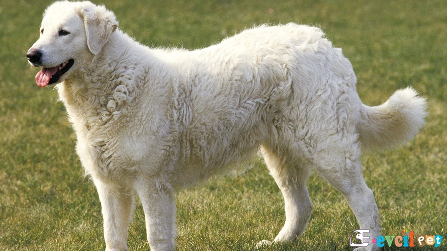Kuvasz Karakter Özellikleri