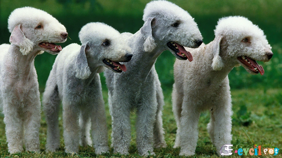 Bedlington Terrier Karakter Özellikleri