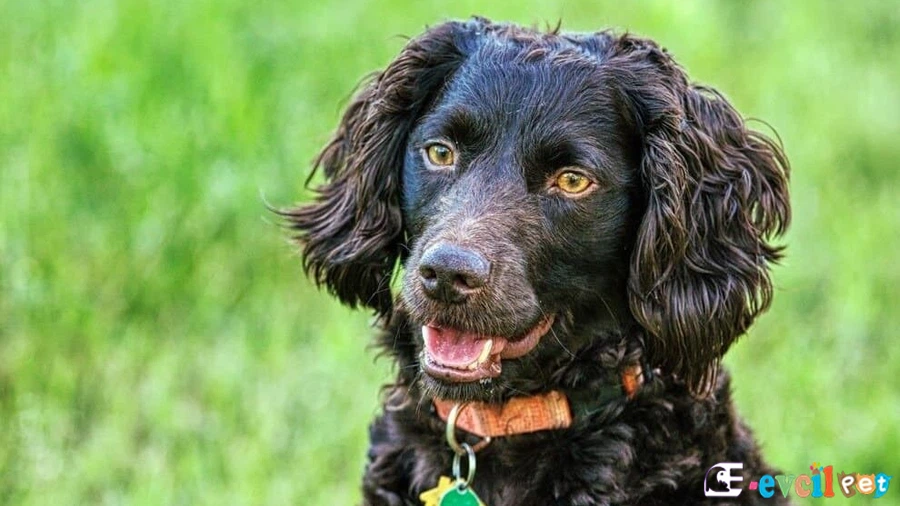 Boykin Spaniel Bakımı ve Beslenmesi