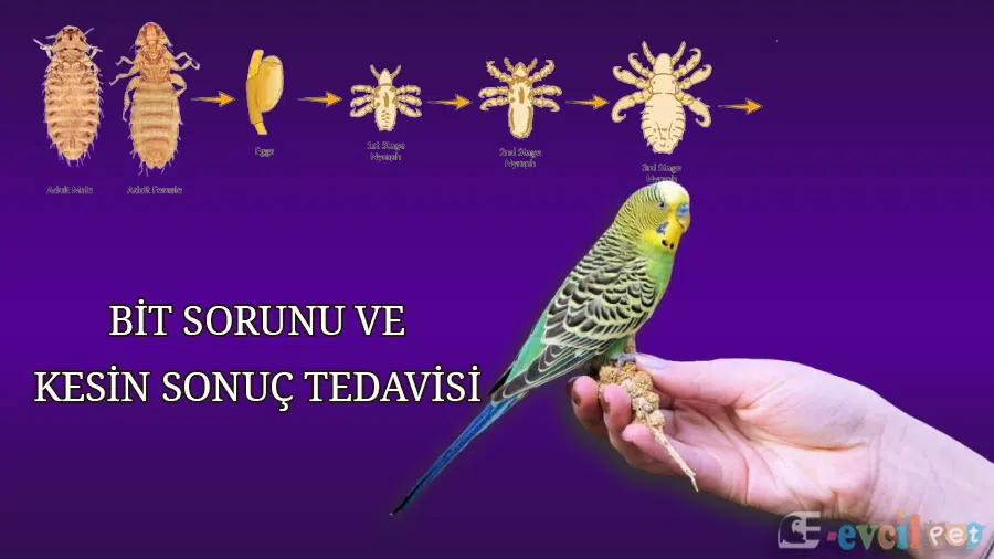 Muhabbet Kuşu Bitleri