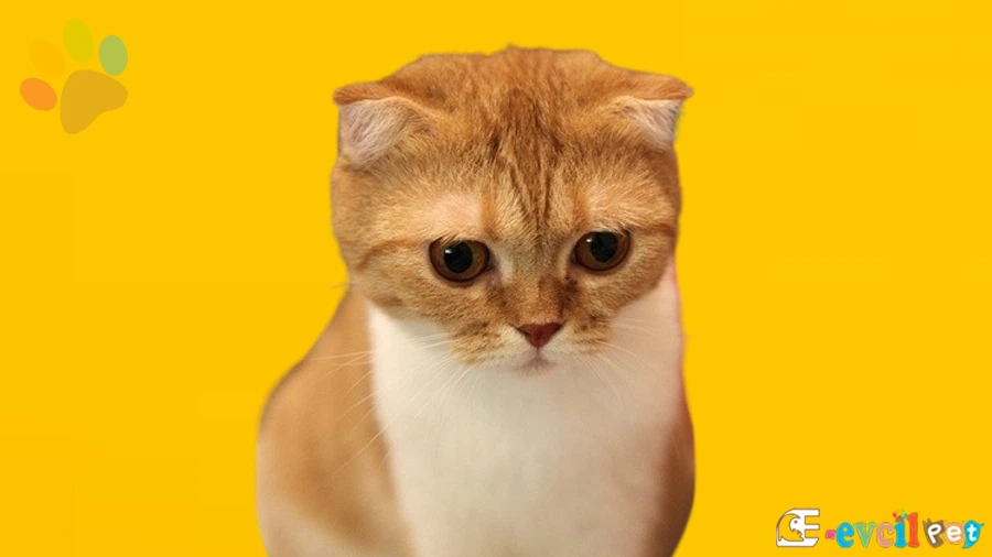 Scottish Straight Karakter Özellikleri